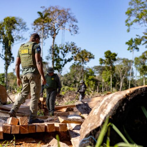 Período proibitivo para exploração do manejo florestal sustentável em MT segue até 1º de abril