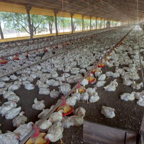 Mais de 790 milhões de animais foram movimentados em 2023 no Estado