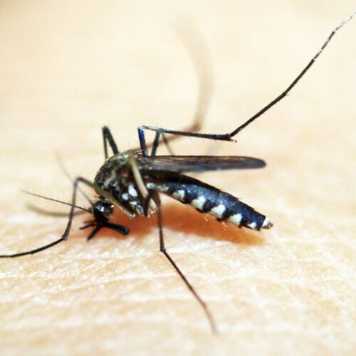 Entenda por que hemorragia não é o principal sintoma da dengue grave