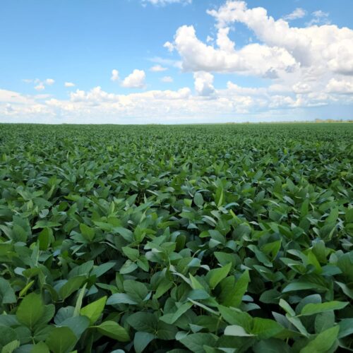 Medidas anunciadas são insuficientes para conter crise no agro em MT