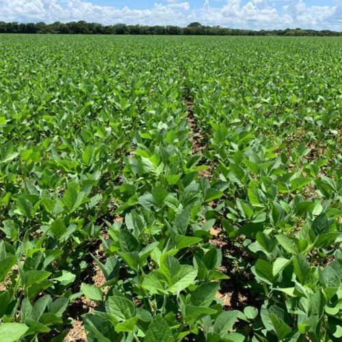 Pesquisa Embrapa para soja de baixo carbono