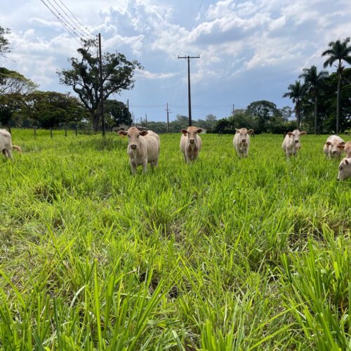Práticas de manejo de pastagem permitem aumento na produção de carne
