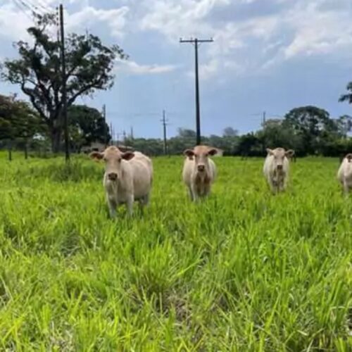Protocolo permite estimar produtividade e melhorar desempenho de pastagens